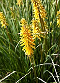 KNIPHOFIA BRESSINGHAM SUNBEAM