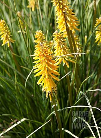 KNIPHOFIA_BRESSINGHAM_SUNBEAM