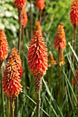 KNIPHOFIA CORAL FLAME