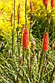 KNIPHOFIA PENNY ROCKETS