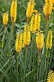 KNIPHOFIA SUNNINGDALE YELLOW