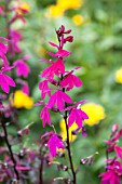 LOBELIA X SPECIOSA RUSSIAN PRINCESS