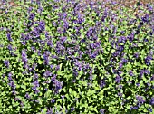 NEPETA RACEMOSA SUPERBA