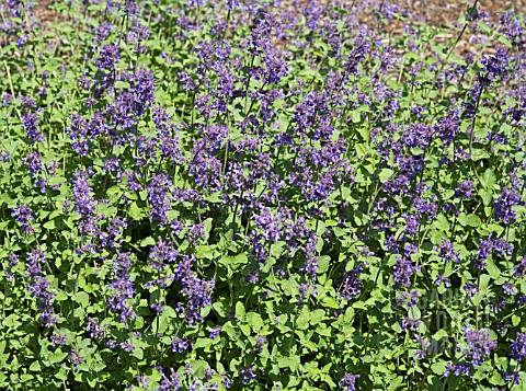 NEPETA_RACEMOSA_SUPERBA