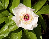 PAEONIA LACTIFLORA REQUIEM