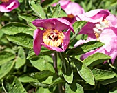 PAEONIA MASCULA NORTHERN GLORY