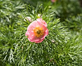 PAEONIA TENUIFOLIA ROSEA