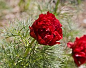 PAEONIA TENUIFOLIA FLORE PLENO