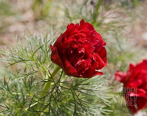 PAEONIA_TENUIFOLIA_FLORE_PLENO