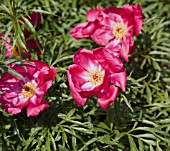 PAEONIA X SMOUTHII