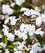 PHLOX MINNIE PEARL