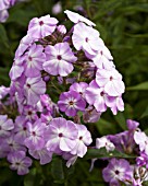 PHLOX PANICULATA DAVIDS LAVENDER