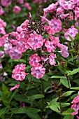 PHLOX PANICULATA ELIZABETH CAMPBELL