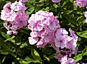 PHLOX PANICULATA LADY CLARE