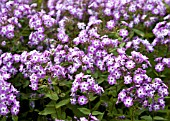 PHLOX PANICULATA LITTLE BOY