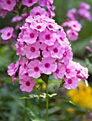 PHLOX PANICULATA VISIONS