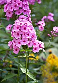 PHLOX PANICULATA VISIONS