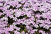 PHLOX SUBULATA BONITA