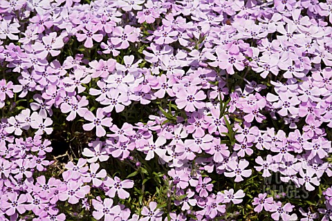 PHLOX_SUBULATA_BONITA