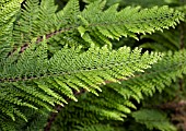 POLYSTICHUM SETIFERUM HERRENHAUSEN