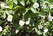 POTENTILLA ALBA