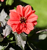DAHLIA MADAME STAPPERS