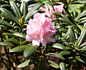 RHODODENDRON MORNING CLOUD