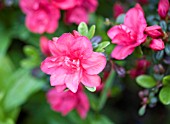 RHODODENDRON HUNNEWELLIANUM ROSE BUD