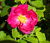 ROSA DUCHESS OF PORTLAND