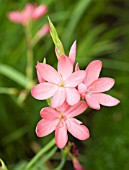 SCHIZOSTYLIS COCCINEA SUNRISE