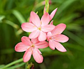 SCHIZOSTYLIS COCCINEA SUNRISE