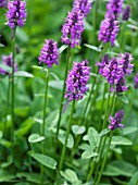 STACHYS OFFICINALIS HUMMELO