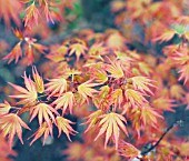 ACER PALMATUM ORANGE DREAM