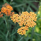 ACHILLEA MILLEFOLIUM TERRACOTTA