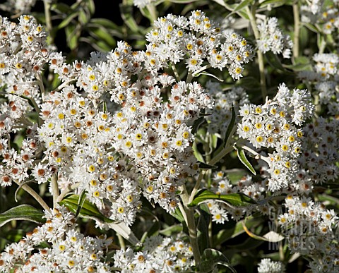 ANAPHALIS_MARGARITACEA_VAR_CINNAMOMEA