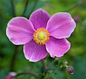 ANEMONE HUPEHENSIS HADSPEN ABUNDANCE