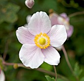 ANEMONE HUPEHENSIS SPLENDENS