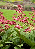 RODGERSIA PINNATA CRUG CARDINAL