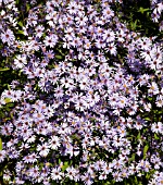 ASTER ERICOIDES BLUE STAR