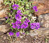 AUBRIETA GREENCOURT PURPLE