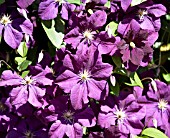 CLEMATIS ETOILE VIOLETTE