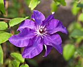 CLEMATIS THE PRESIDENT