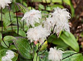 CLEMATIS INTEGRIFOLIA SEED HEADS