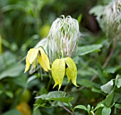 CLEMATIS TANGUTICA