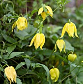 CLEMATIS TANGUTICA