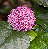 CLERODENDRUM BUNGEI