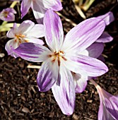 COLCHICUM GIANT