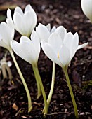 COLCHICUM SPECIOSUM ALBUM