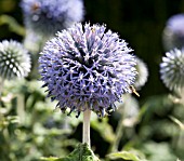 ECHINOPS BANNATICUS