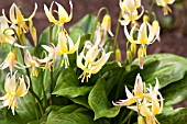 ERYTHRONIUM JOANNA